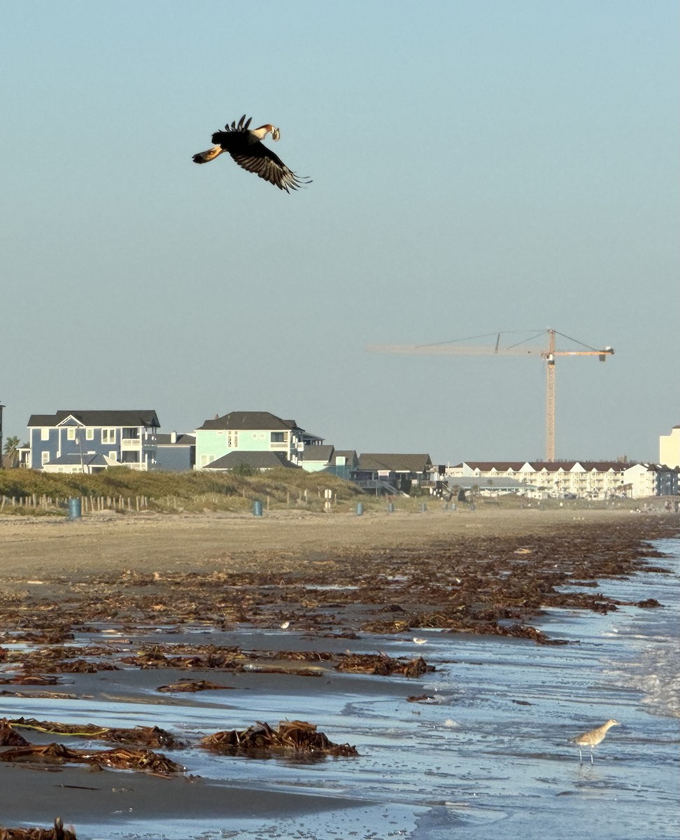 Caracara Carancho (norteño) - ML644167466