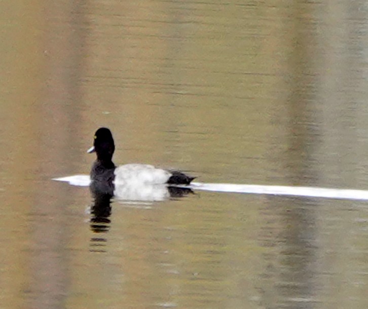 Lesser Scaup - ML644167471
