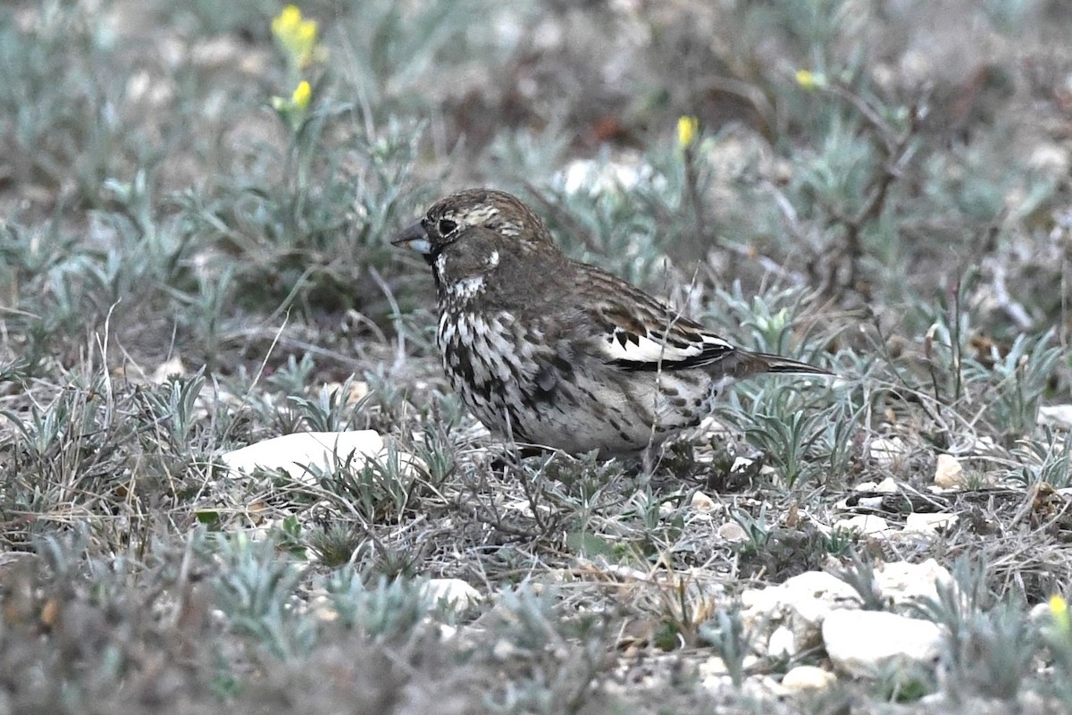 Lark Bunting - ML644167478