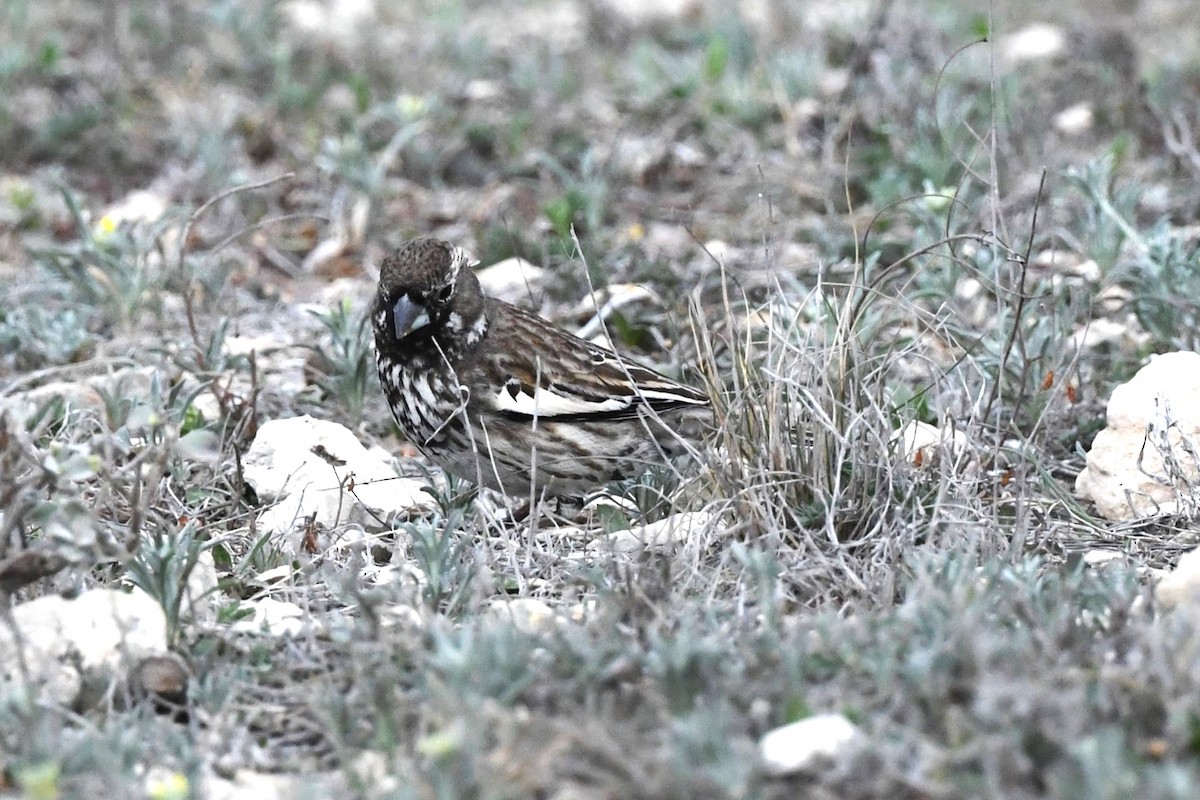 Lark Bunting - ML644167480