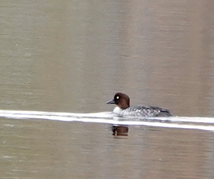 Common Goldeneye - ML644167510