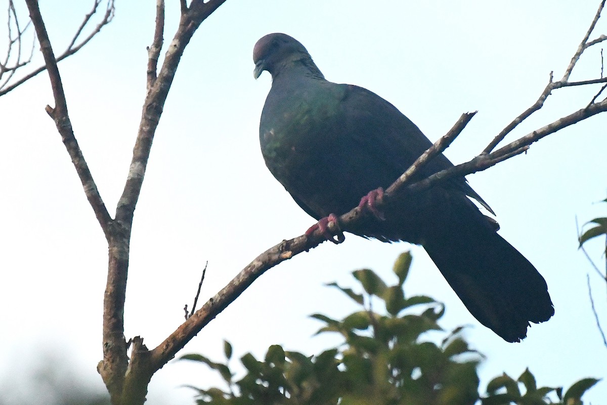 Black Wood-Pigeon - ML644167515
