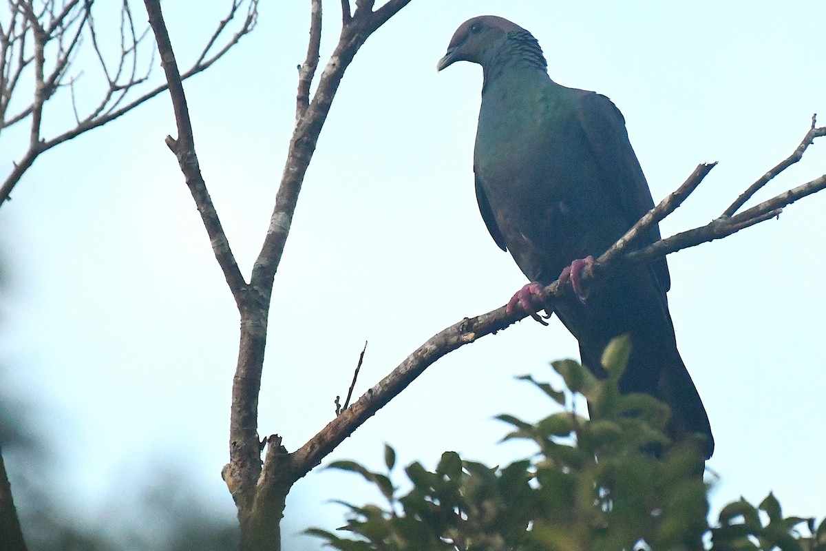Black Wood-Pigeon - ML644167516