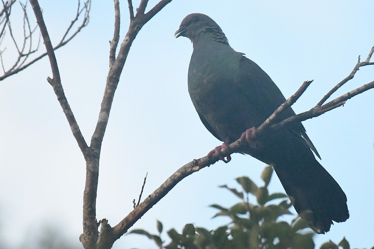 Black Wood-Pigeon - ML644167517