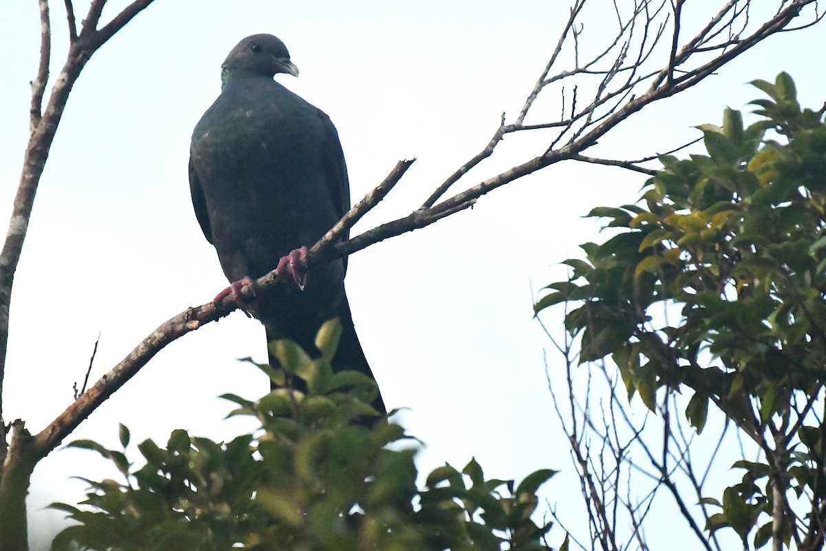 Black Wood-Pigeon - ML644167518
