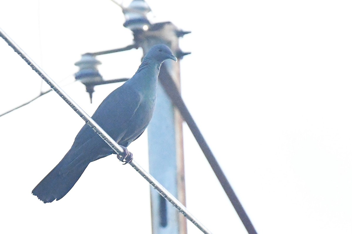 Black Wood-Pigeon - ML644167527