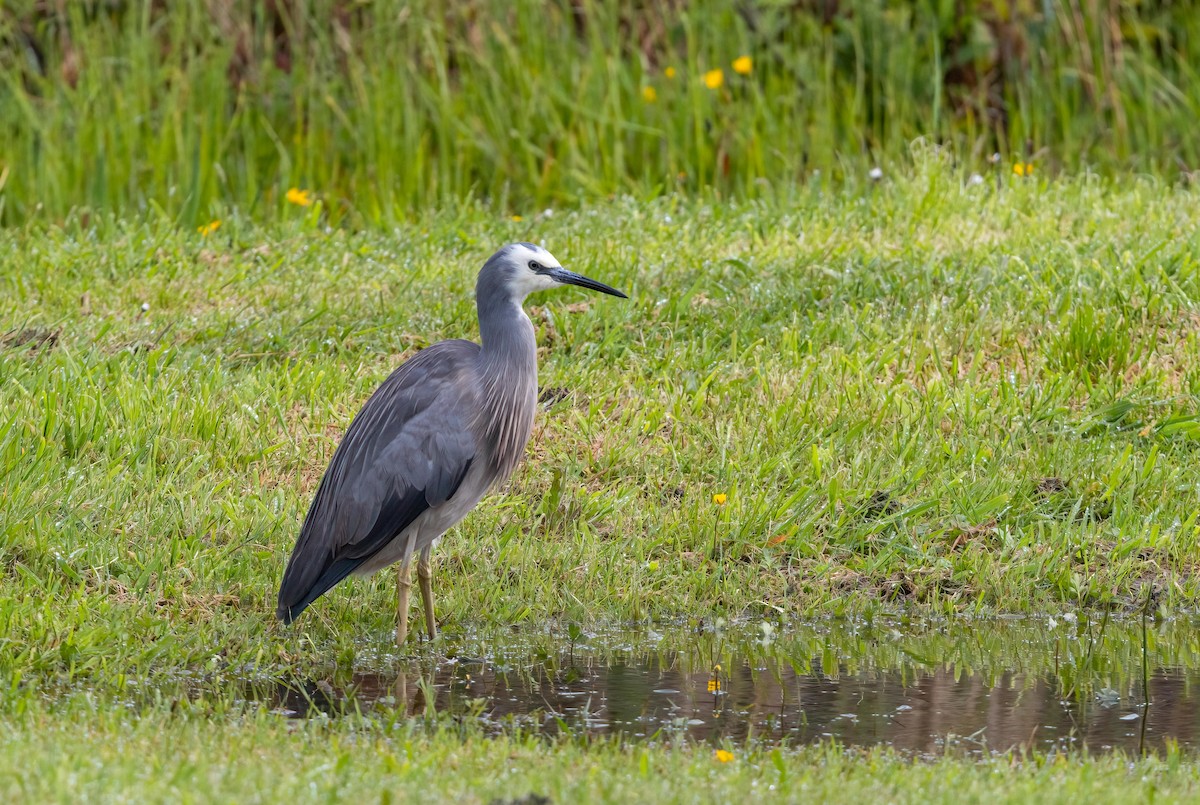 White-faced Heron - ML644167535