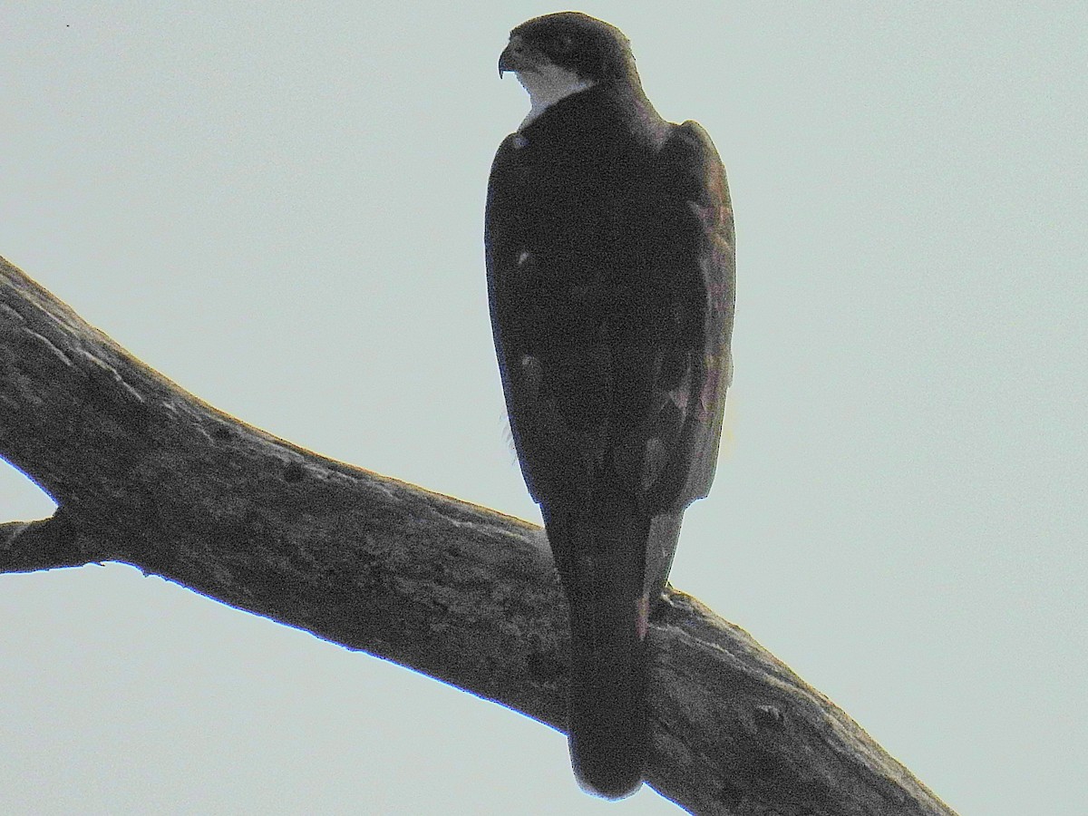Black Goshawk - ML644167536