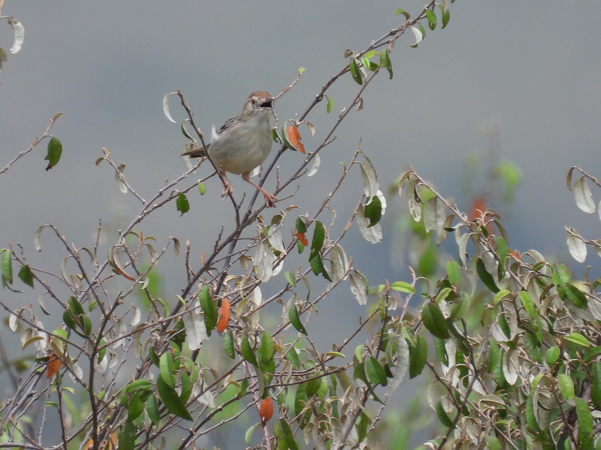 Rattling Cisticola - ML644167552