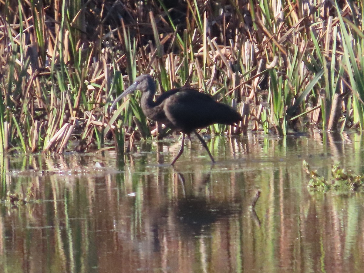 Glossy Ibis - ML644167555