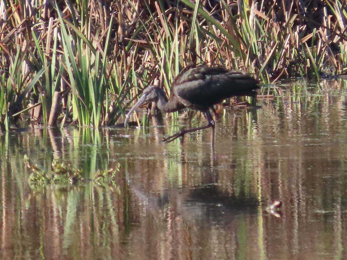 Glossy Ibis - ML644167556