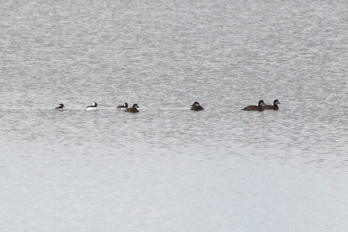 Black Scoter - ML644167565