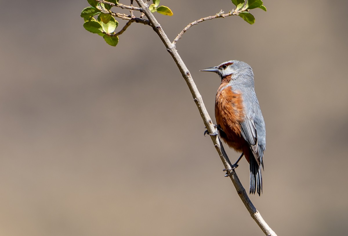 オオミツドリ - ML644167571