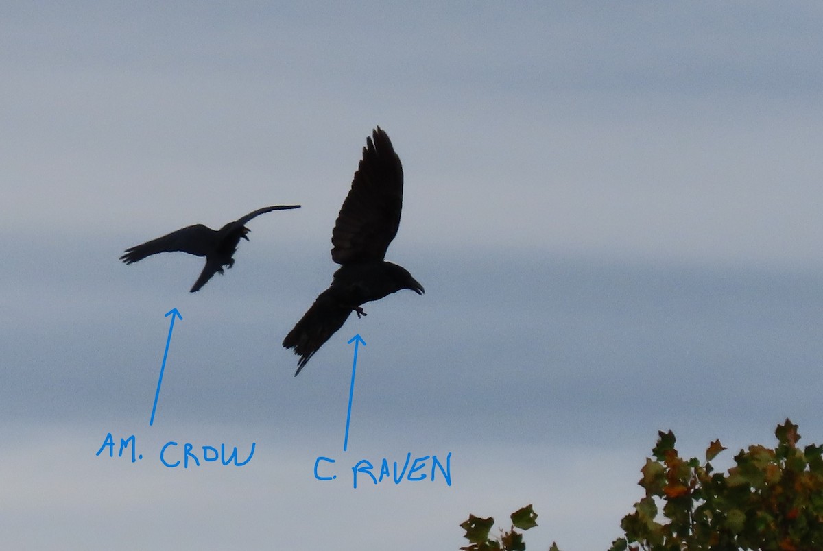 American Crow - ML644167575