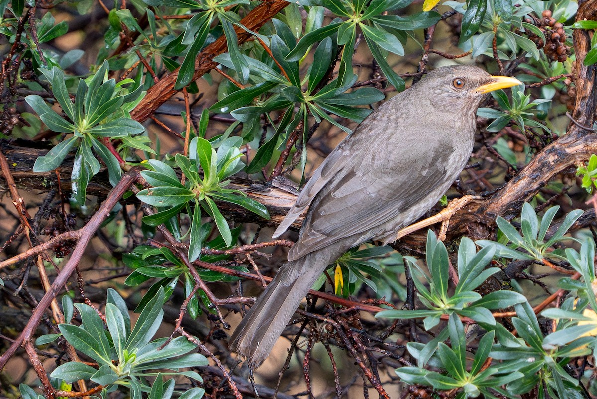 Chiguanco Thrush - ML644167593
