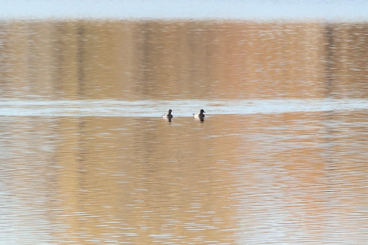 Lesser Scaup - ML644167608