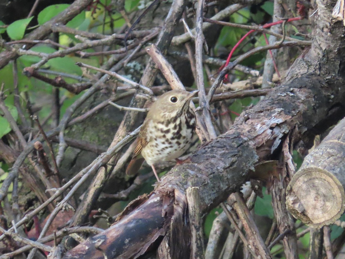 Hermit Thrush (faxoni/crymophilus) - ML644167664