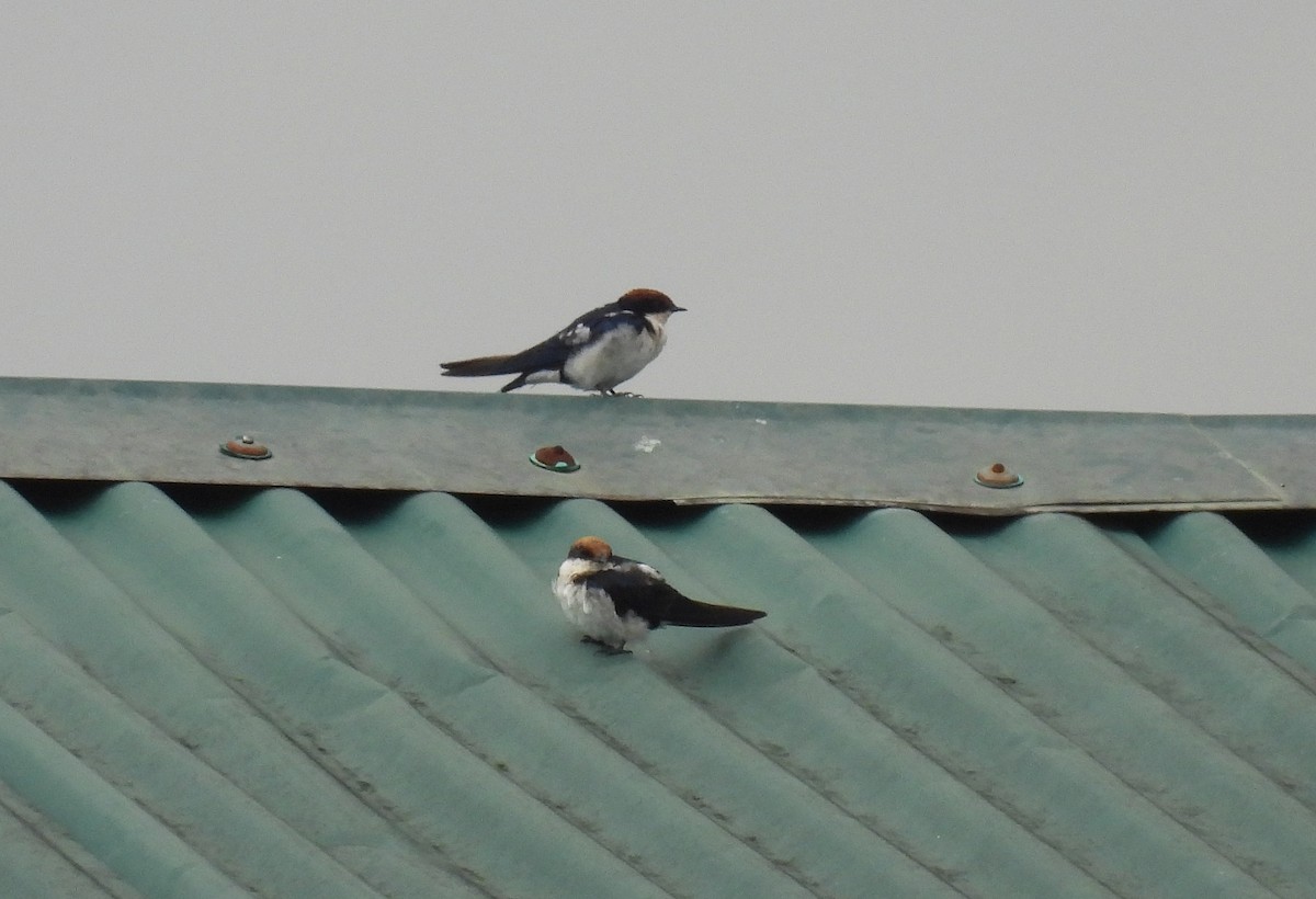 Ластівка ниткохвоста - ML644167676