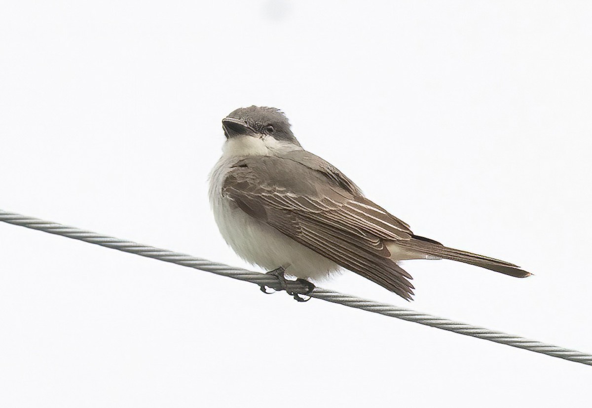 Gray Kingbird - ML644167704