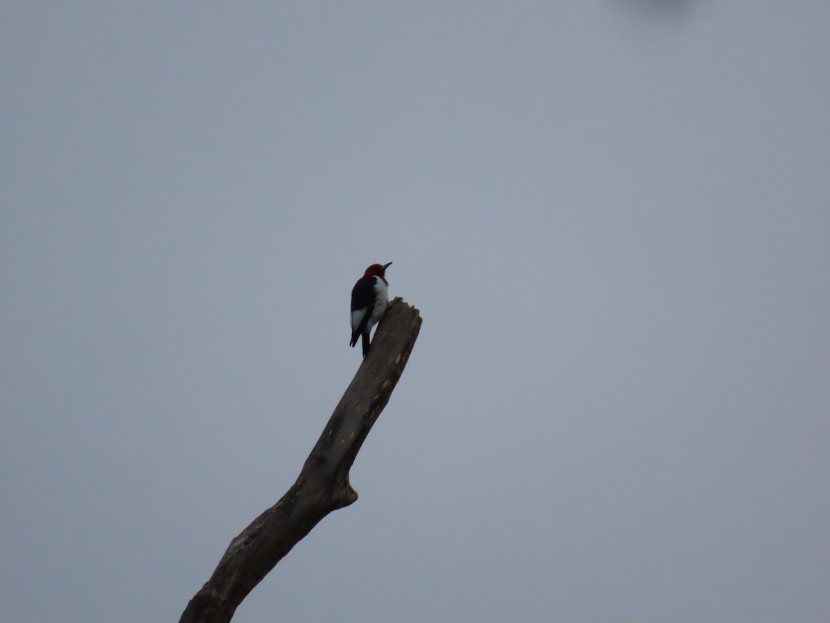 Red-headed Woodpecker - ML644167711