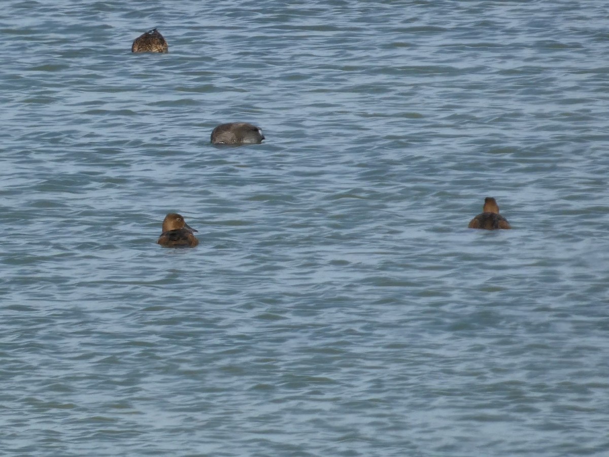 Redhead - ML644167715