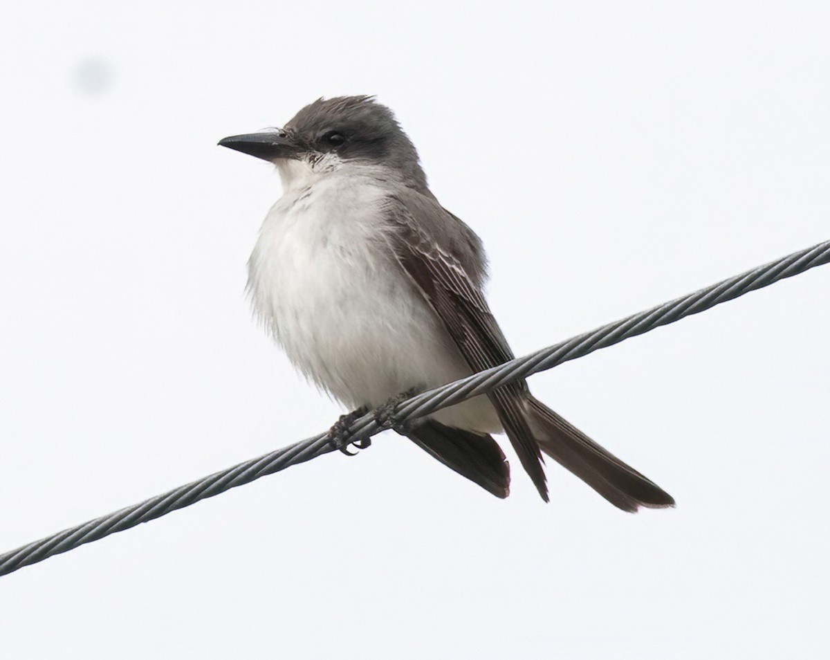 Gray Kingbird - ML644167733