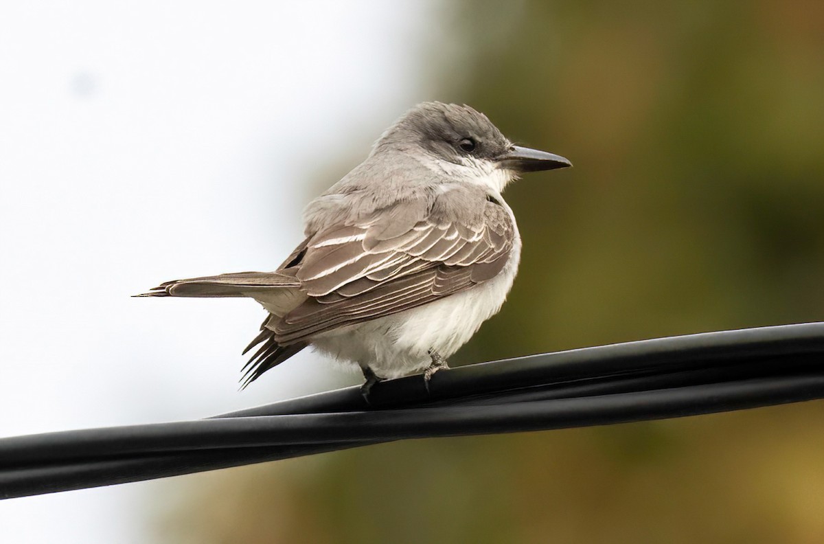 Gray Kingbird - ML644167739