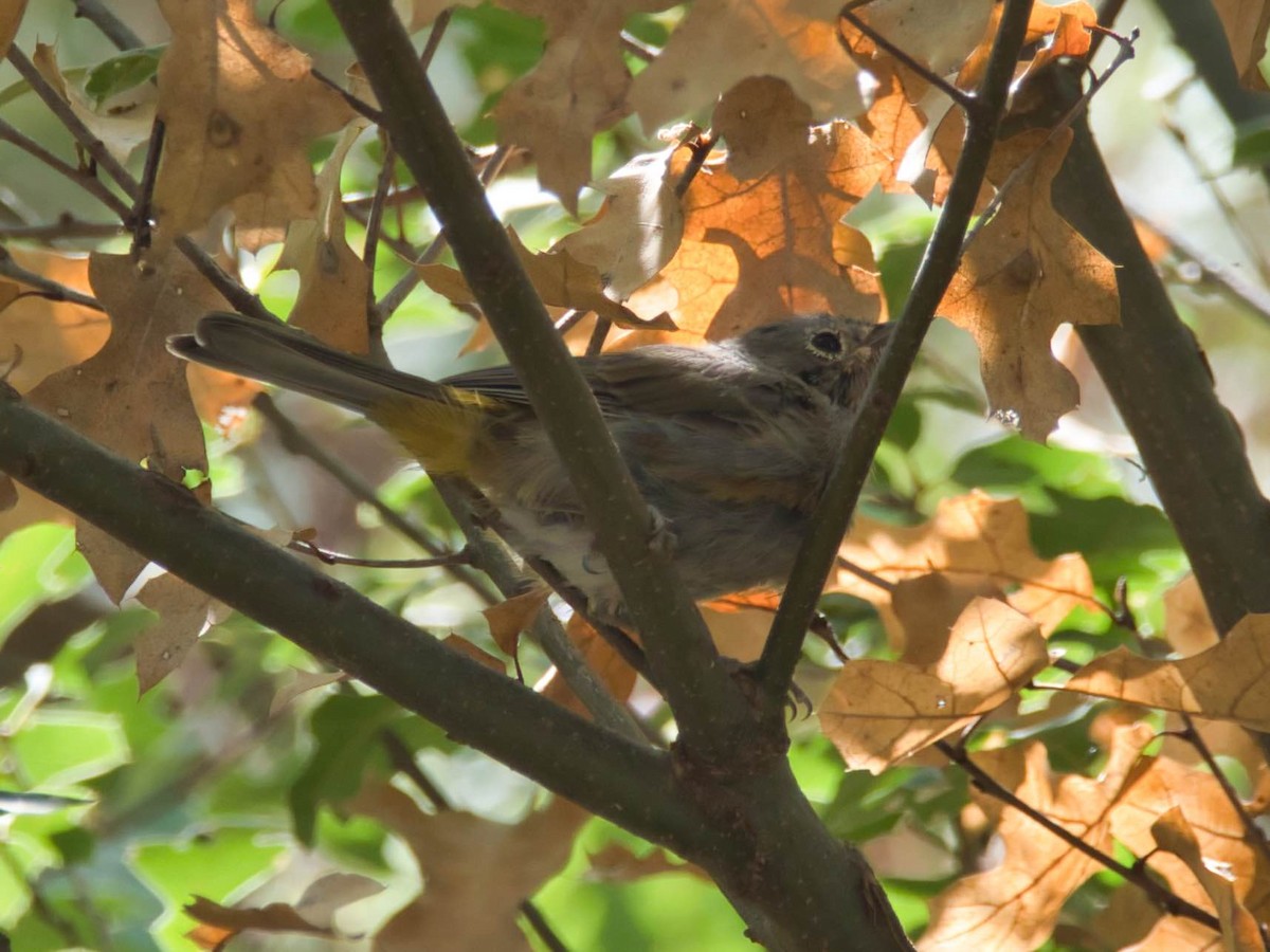 Colima Warbler - ML644167771