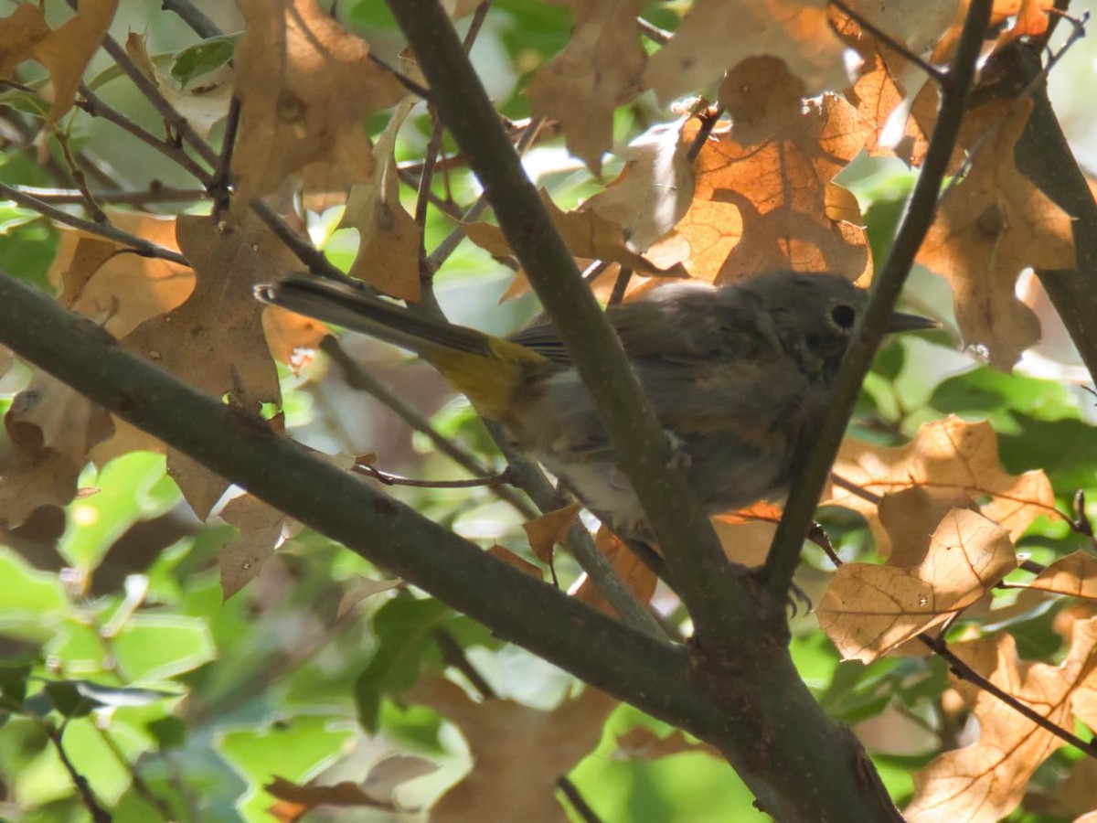 Colima Warbler - ML644167772
