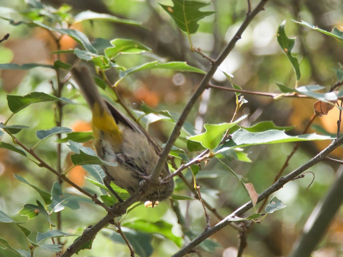 Colima Warbler - ML644167773