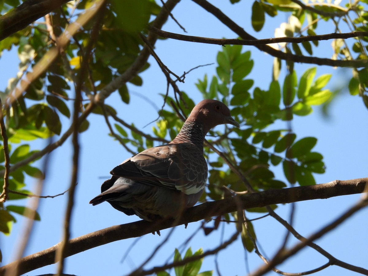 アカメバト - ML644167790