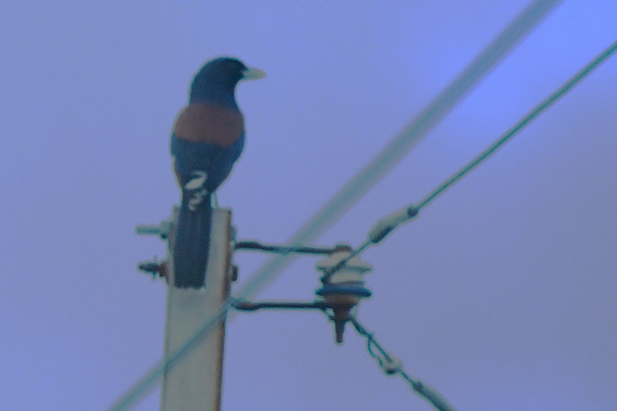 Lidth's Jay - ML644167798