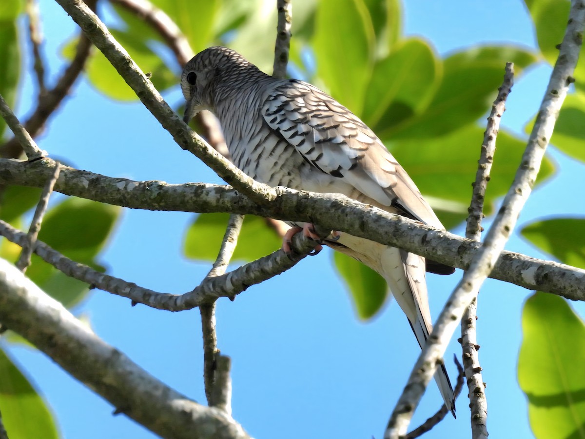 Scaled Dove - ML644167801