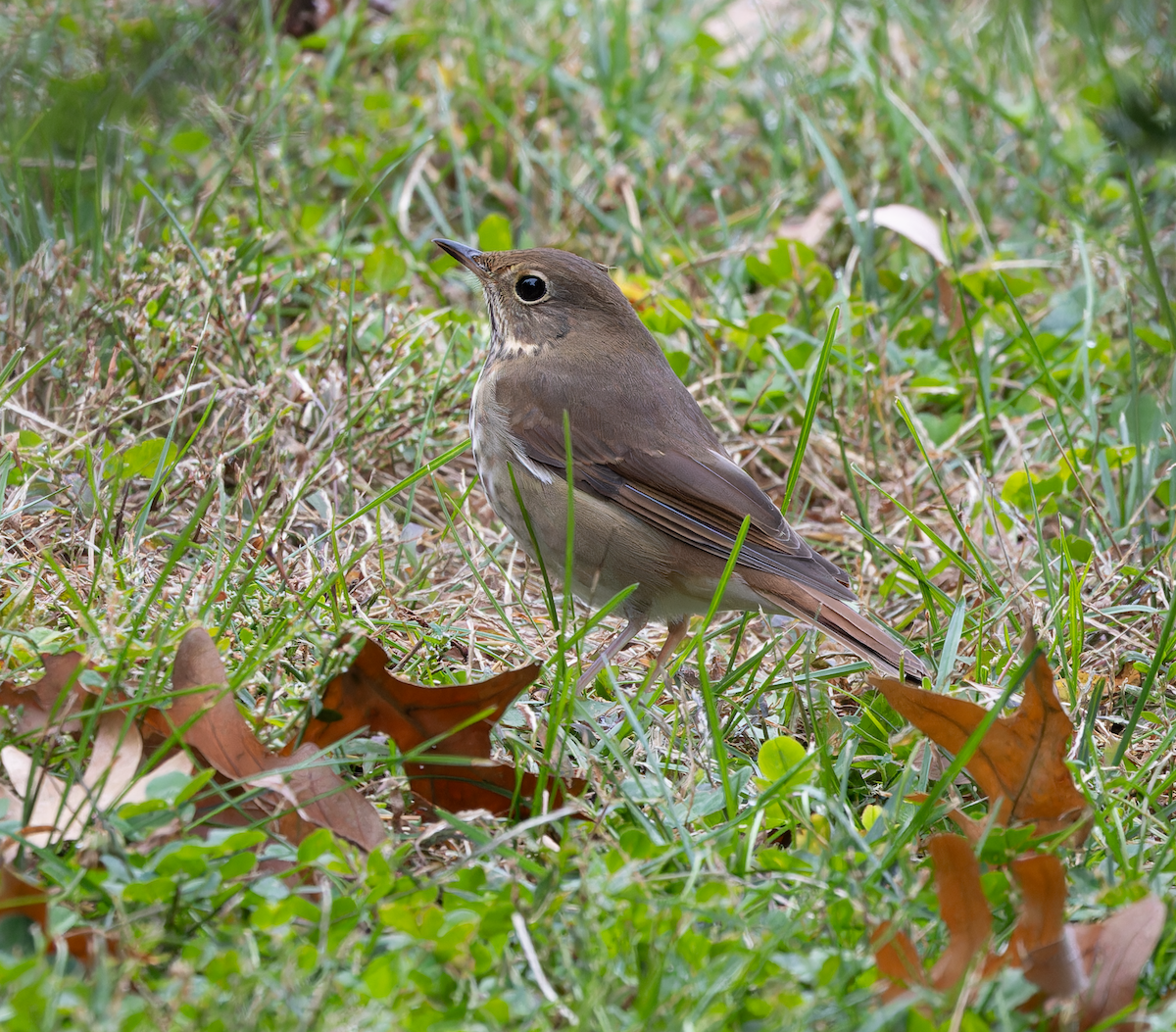 Hermit Thrush - ML644167802