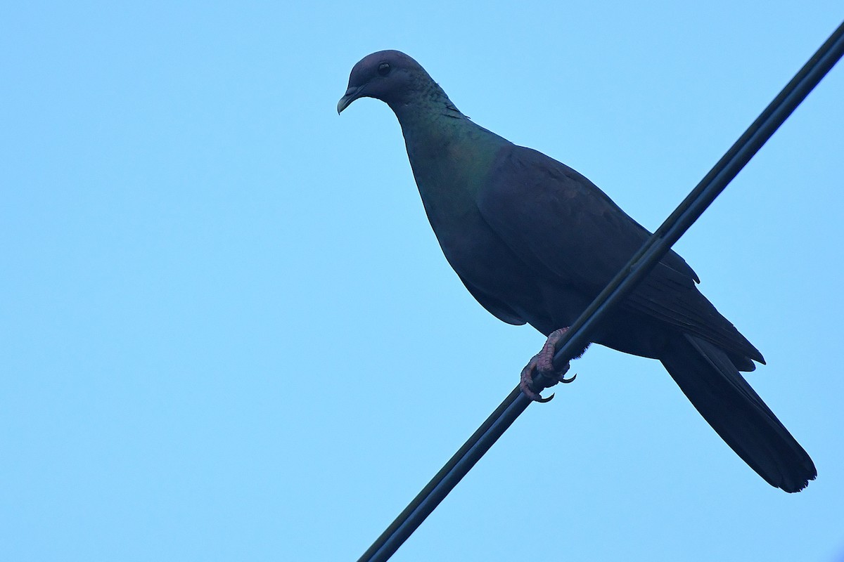 Black Wood-Pigeon - ML644167811