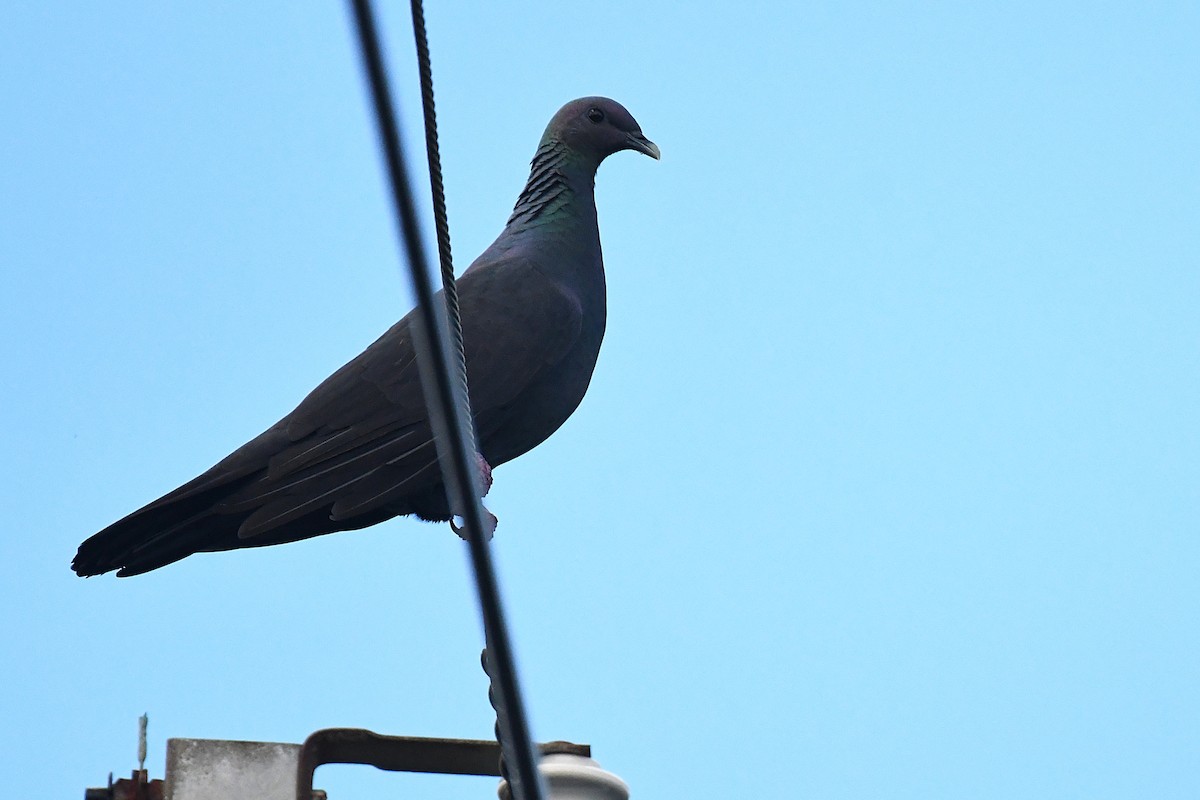 Black Wood-Pigeon - ML644167812