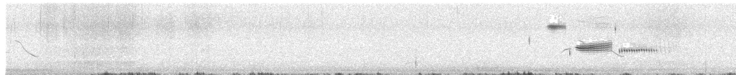 Wachtelammer - ML644167839