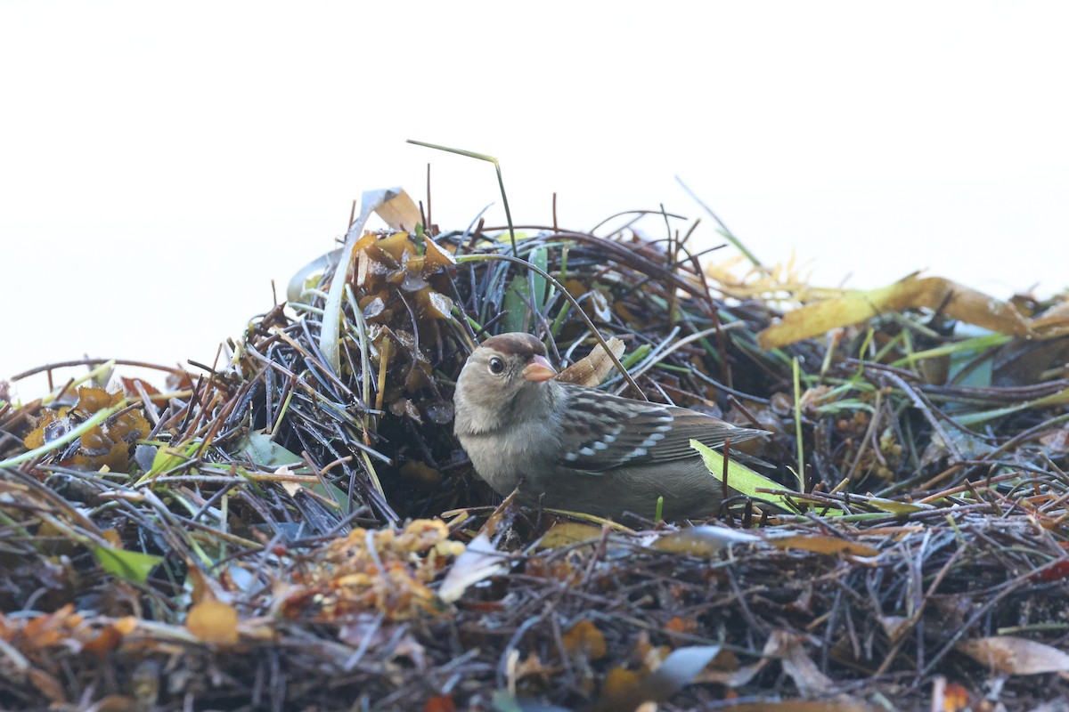 White-crowned Sparrow - ML644167853