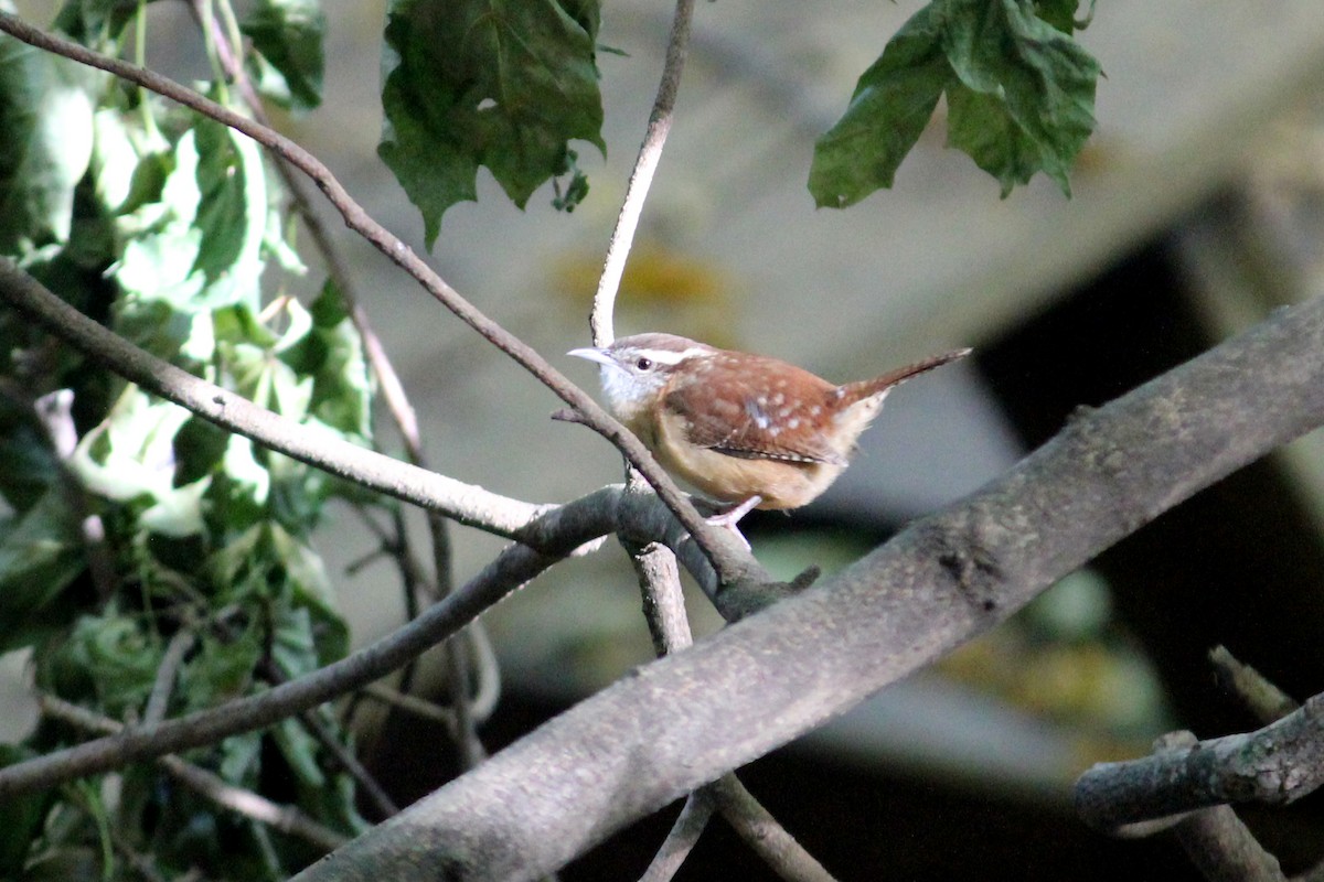 Carolina Wren - ML644167869