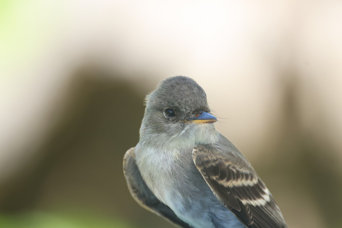 Eastern Wood-Pewee - ML644167870