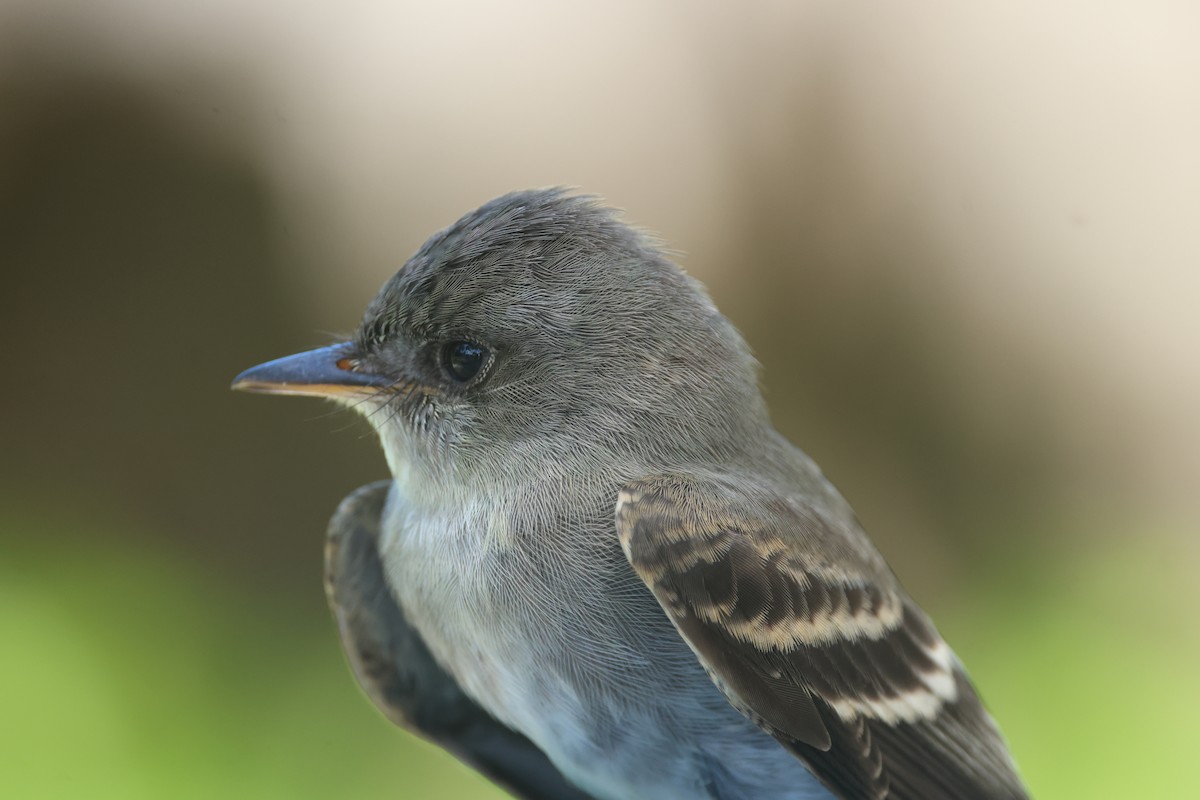 Eastern Wood-Pewee - ML644167872