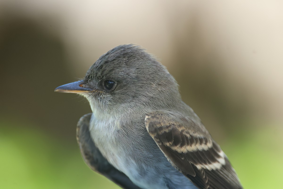 Eastern Wood-Pewee - ML644167873
