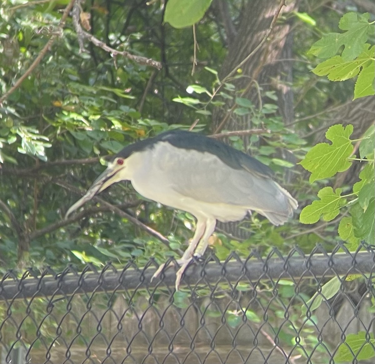 kvakoš noční - ML644167879