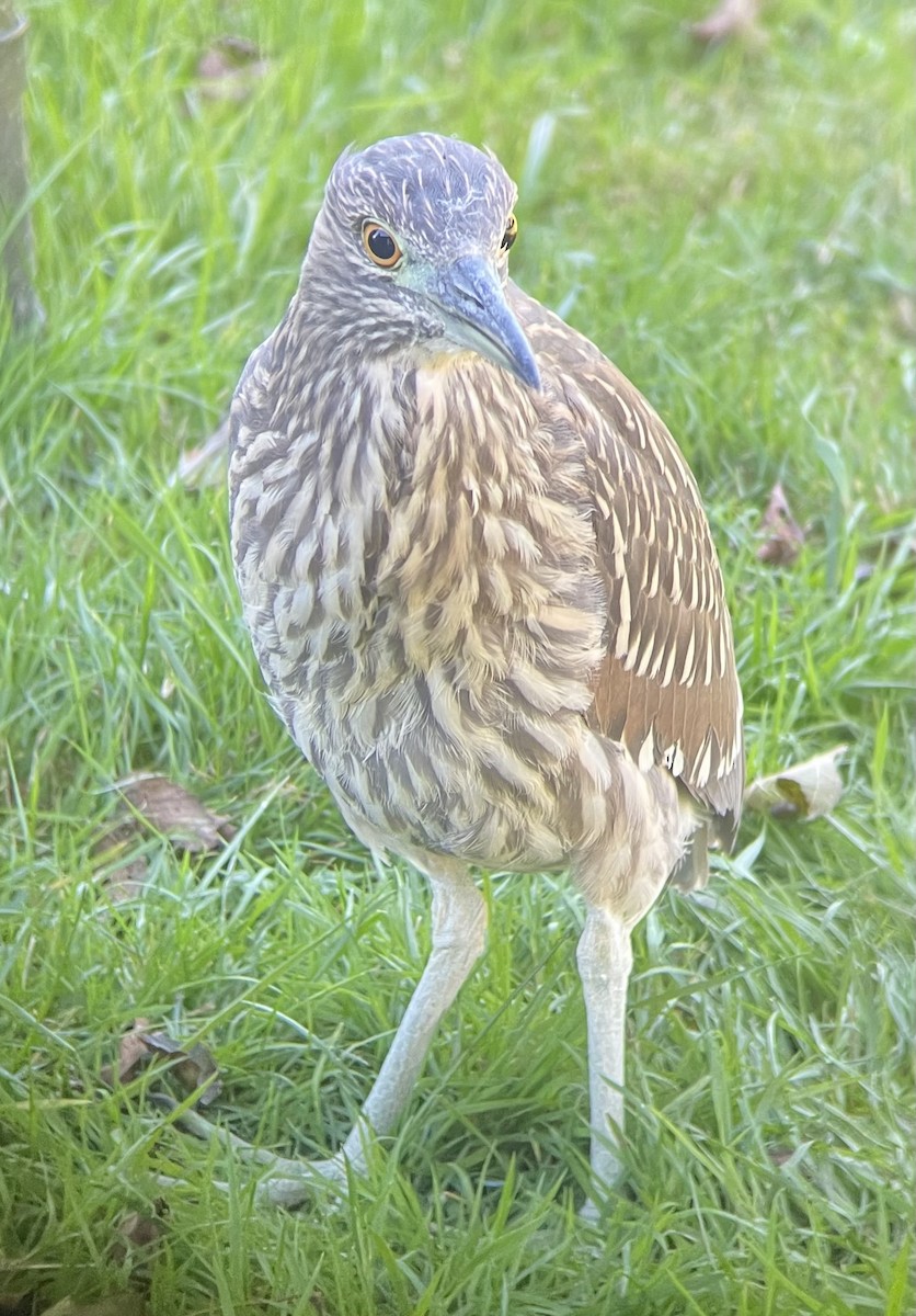 kvakoš noční - ML644167880