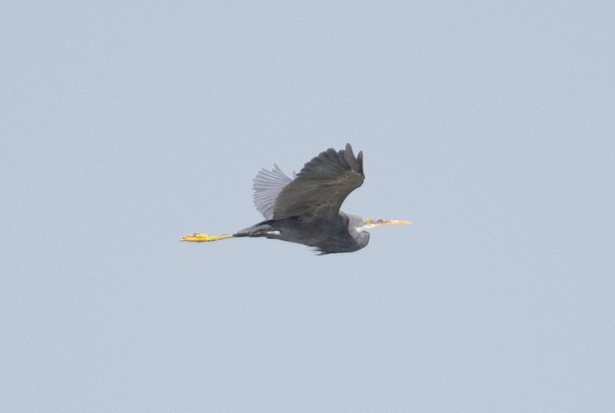 Western Reef-Heron - ML644167888