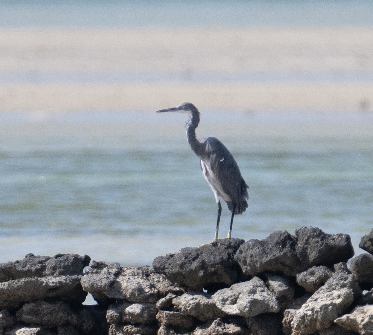 Western Reef-Heron - ML644167889