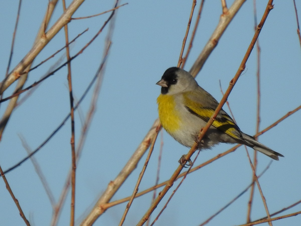Lawrence's Goldfinch - ML644167897