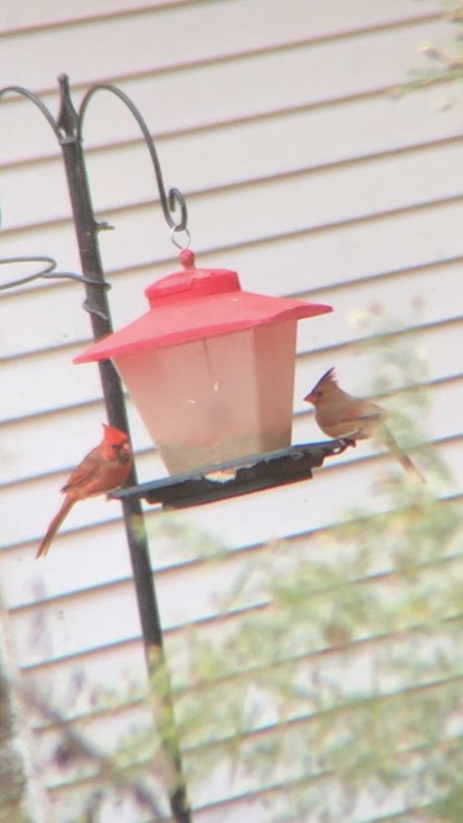 Northern Cardinal - ML644167903