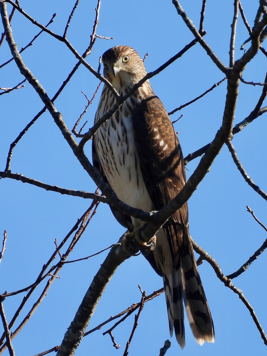 Cooper's Hawk - ML644167907