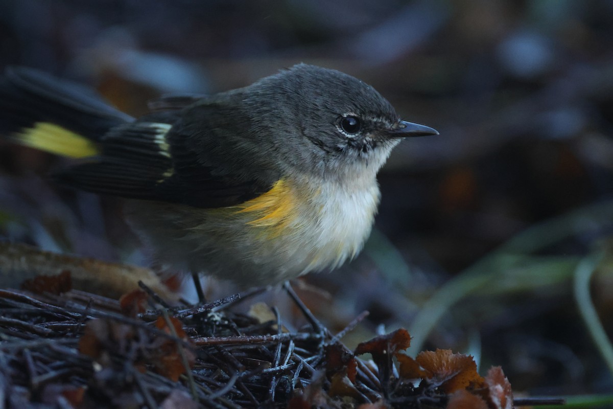 American Redstart - ML644167920